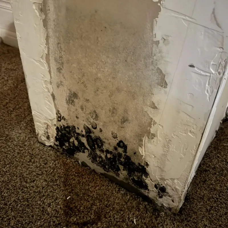 Professional Mold Removal in Rolling Meadows, IL